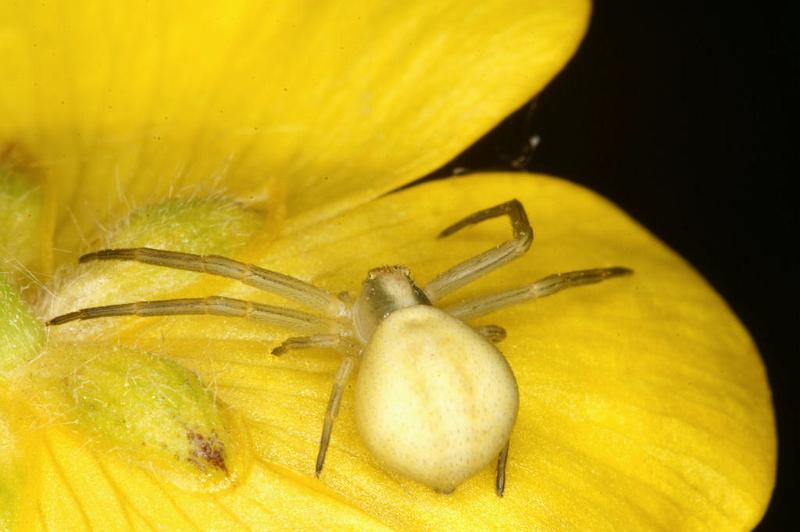 Misumena_vatia_D4936_Z_89_Les Gris_Frankrijk.jpg